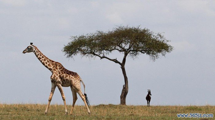 A giraffe walks in open grass as Kenya Wildlife Service (KWS) veterinarians fit them with solar-powered Global Positioning System (GPS) tracking devices to provide the necessary fine-scale information to understand giraffe movement patterns across diverse habitats, to curb the challenge of climate change leading to human wildlife conflict, enabling policy makers to make informed decisions about conserving populations into the future, in the Maasai Mara game reserve, in Narok county, Kenya September 19, 2023. REUTERS/Thomas Mukoya